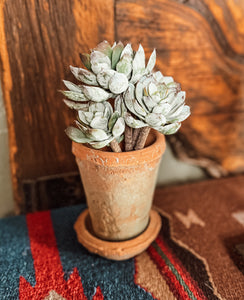 sundancer succulent Sundance Succulent Bunch