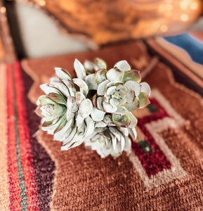 sundancer succulent Sundance Succulent Bunch