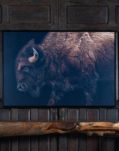 Black Bison Framed Print