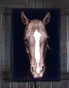 Brown Horse Framed Print