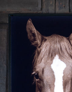 El Castano Horse Frame Print - Equestrian Art