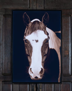 Buckeye Horse Framed Print